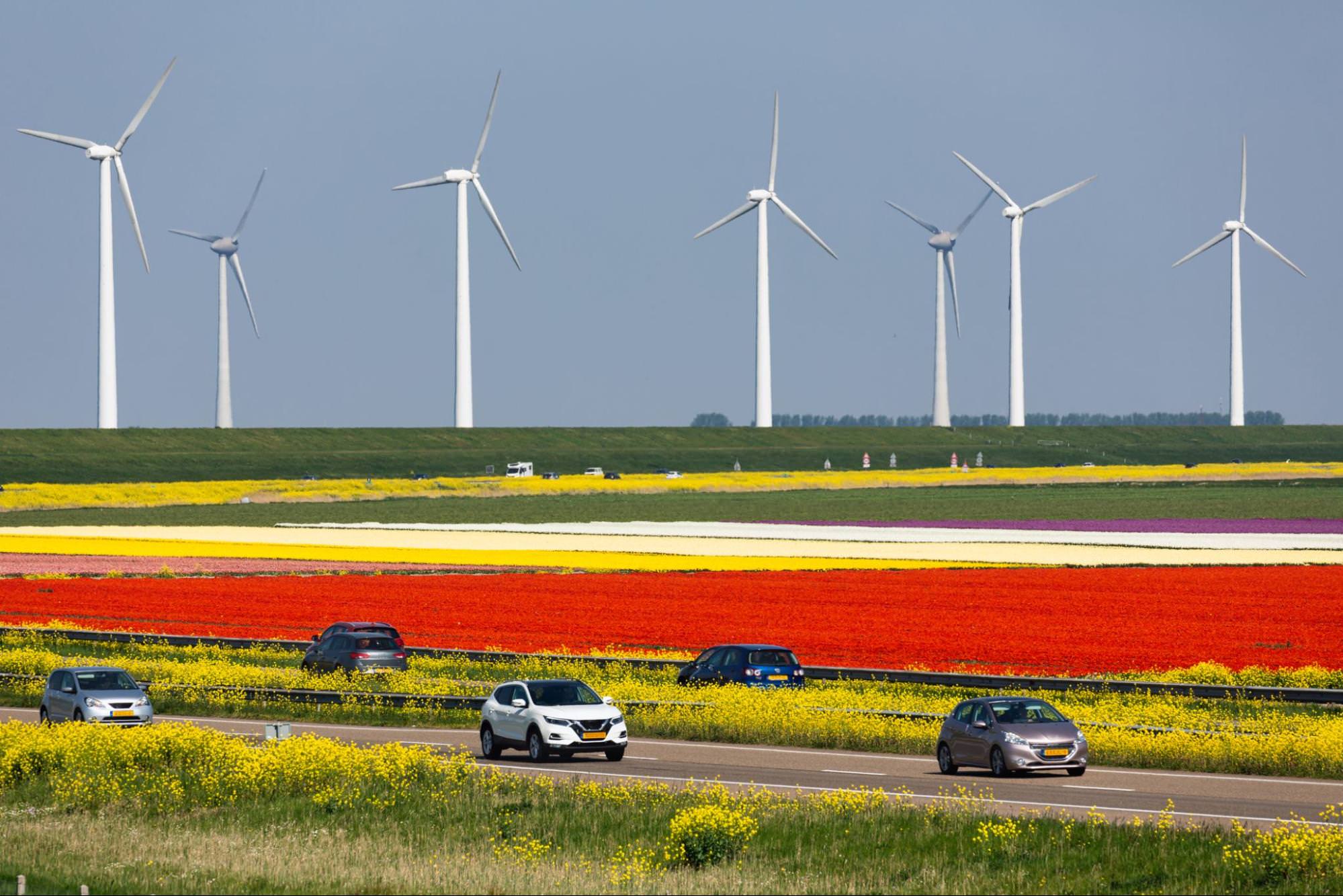 A colorful Dutch landscape with fields of red, yellow, and white flowers in the foreground. Several cars drive on a road through the fields.