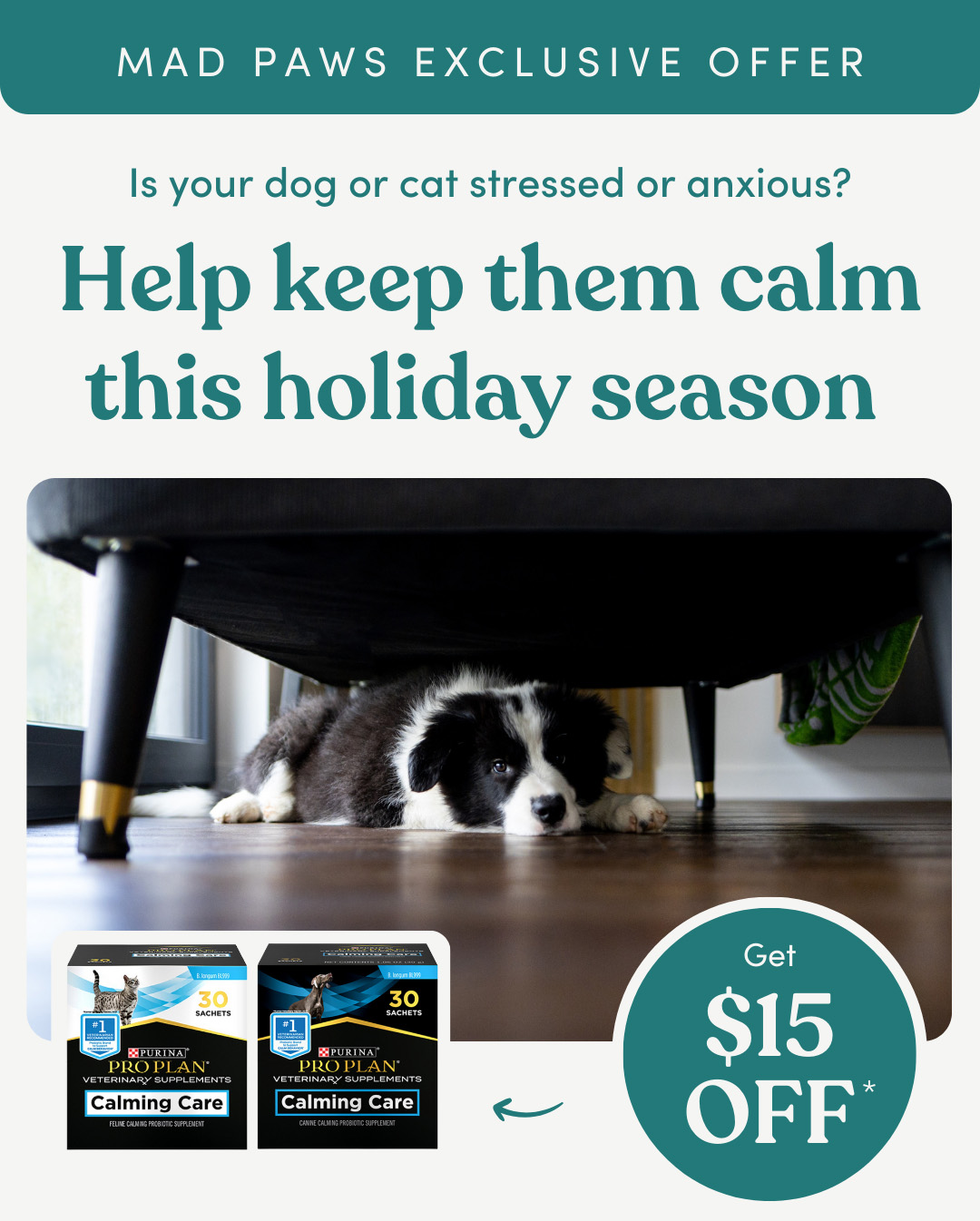 NYE celebrations = stress for your pet. Here's how to help them cope ...