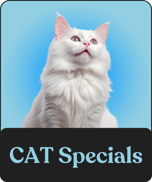 Shop Cat Specials