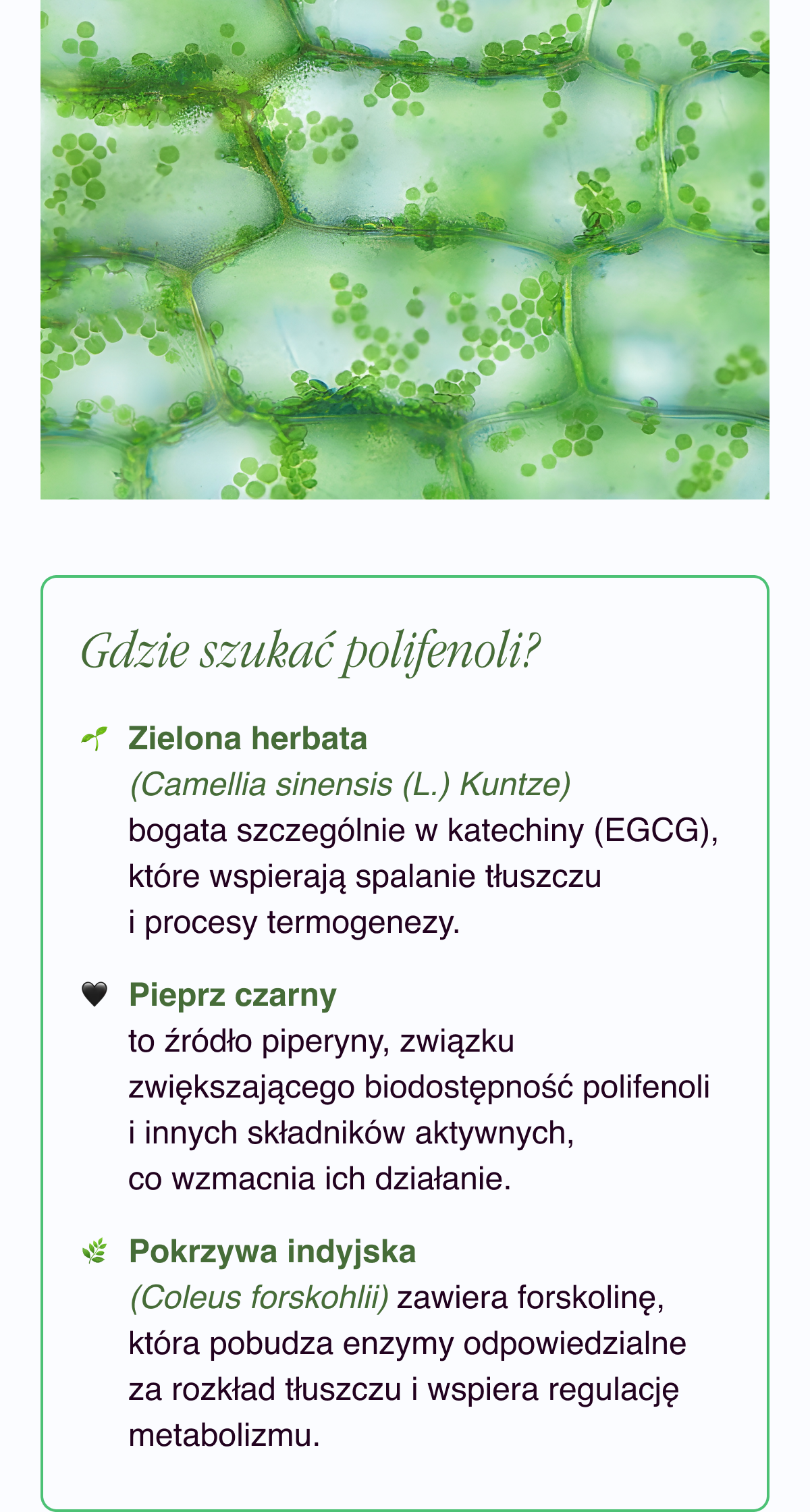 Gdzie szukać polifenoli?Zielona herbata (Camellia sinensis (L.) Kuntze) bogata szczególnie katechiny (EGCG), które wspierają spalanie tłuszczu i procesy termogenezy.Pieprz czarny to źródło piperyny, związku zwiększającego biodostępność polifenoli i innych składników aktywnych, co wzmacnia ich działanie.Pokrzywa indyjska (Coleus forskohlii) zawiera forskolinę, która pobudza enzymy odpowiedzialne za rozkład tłuszczu i wspiera regulację metabolizmu.