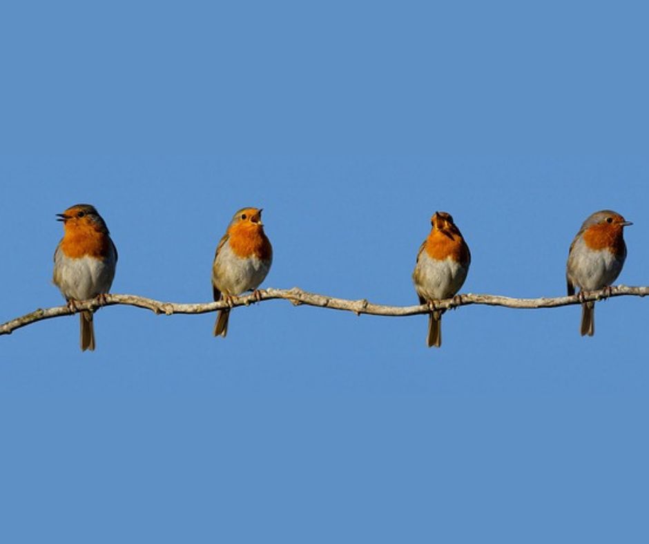 Varios petirrojos descasan sobre una rama bajo un cielo azul. 