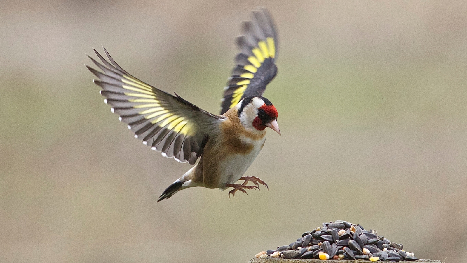 Un jilguero con las alas abiertas. 