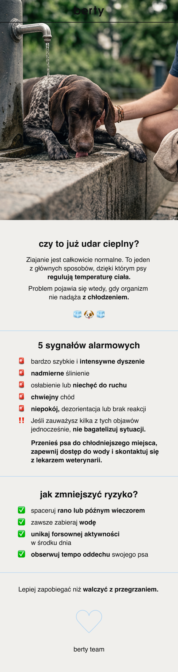 berty Twój pies nie poci się tak jak Ty! Kiedy robi się gorąco, sięgasz po zimny napój, szukasz cienia i pocisz się, żeby schłodzić organizm. Twój pies nie ma takiego komfortu. Psy mają tylko niewielką liczbę gruczołów potowych i temperaturę regulują głównie przez ziajanie. Dlatego wysoka temperatura, rozgrzany chodnik czy intensywny spacer mogą być dla nich dużo większym wyzwaniem niż dla nas.